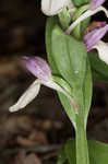 Showy orchis <BR>Showy orchid